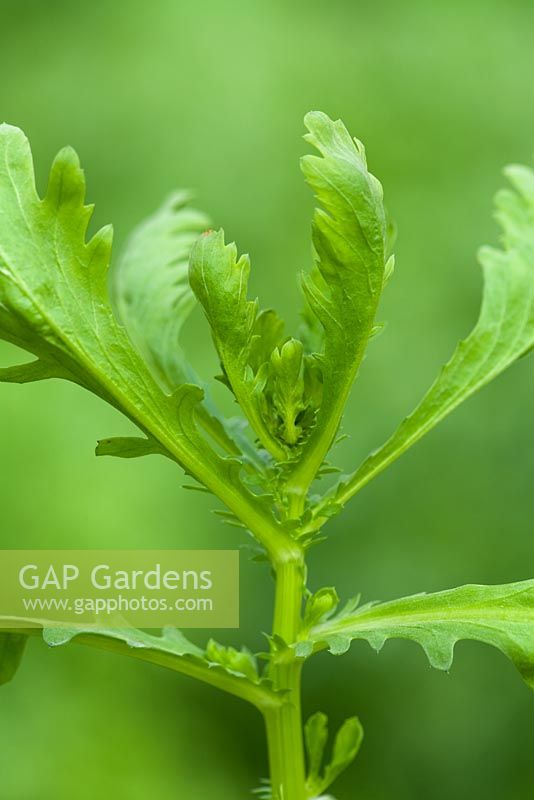 Glebionis coronaria syn. Chrysanthemum coronaria - Chopsuey Greens - Edible Chrysanthemum Green 
