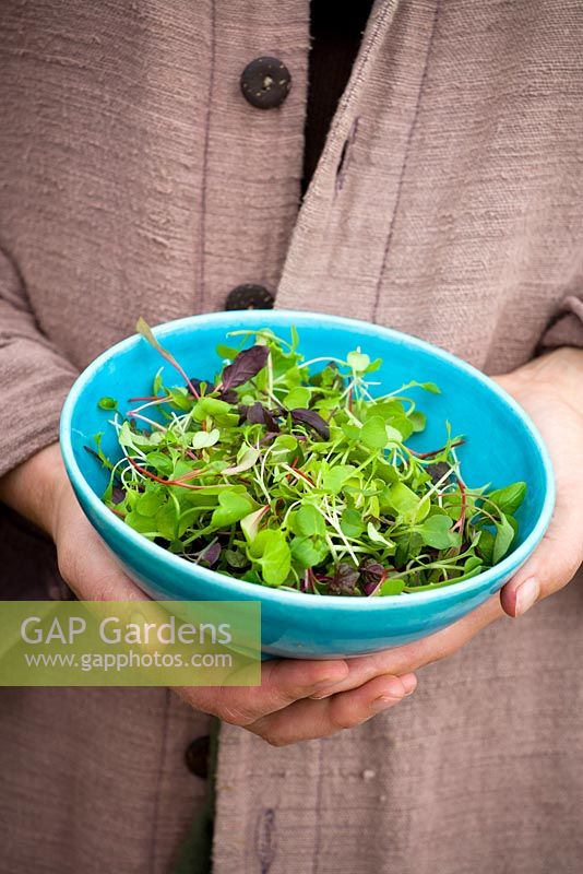 Woman holding turquoise bowl of microgreens - tiny baby salad leaves harvested when very young