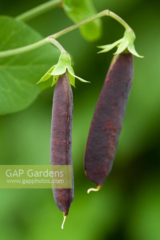 Pisum sativum - Purple podded Pea