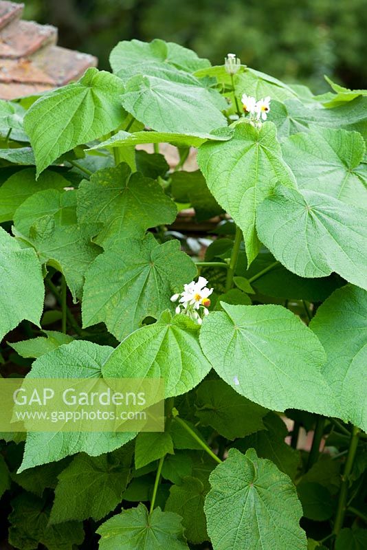 Sparrmannia africana syn. Sparmannia. African hemp