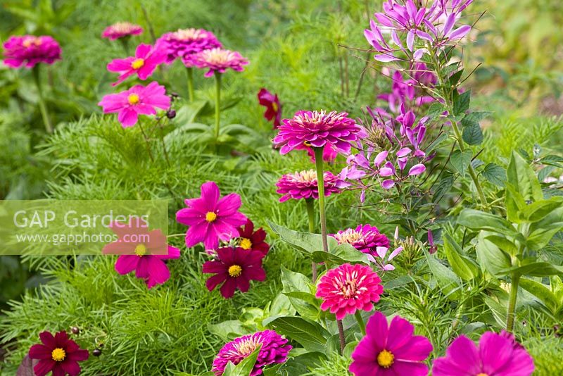 Cosmos bipinnatus 'Dazzler' with Zinnia 'Giant Purple' and Cleome hassleriana 'Purple Queen' in the cutting garden at Perch Hill