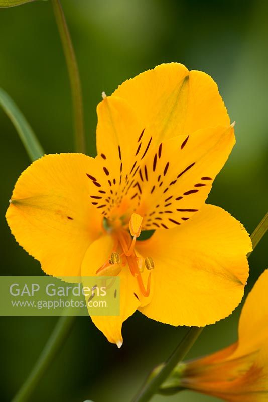 Alstroemeria 'Princess Sophia' - Peruvian lily