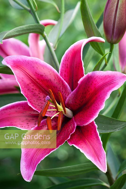 Lilium 'Rio Negro' syn L. 'Corvara'. New oriental lily hybrid