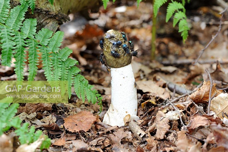 Phallus impudicus - Common Stinkhorn, showing flies attracted to tip, England, August