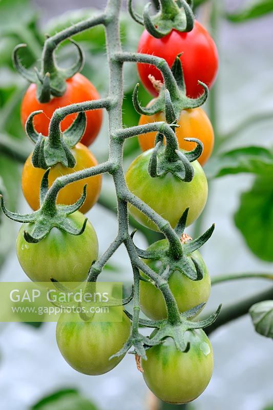 Home grown Lycopersicum esculentum - Tomato 'Harlequin', ripening on the vine, Norfolk, England, July
