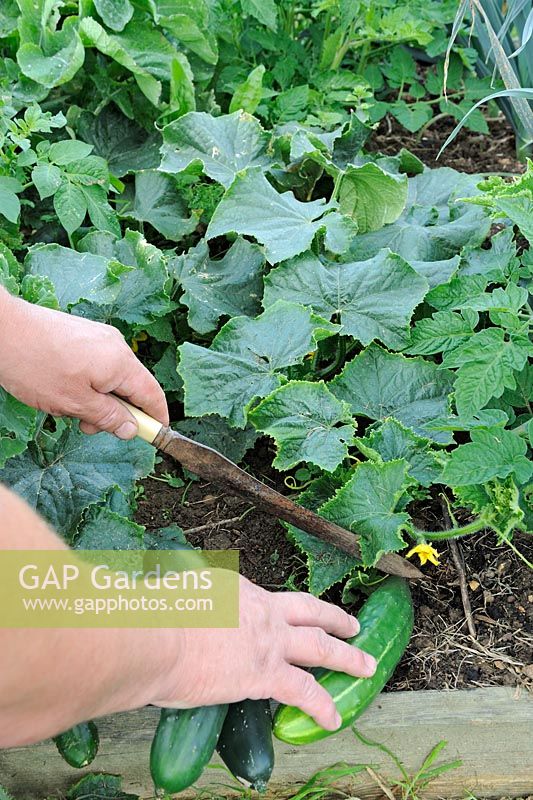 Harvesting outdoor cucumbers