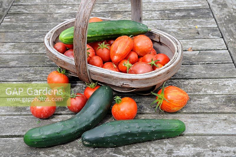 Selection of home grown greenhouse tomatoes and cucumbers in wooden trug