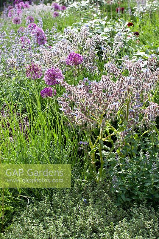 Edible herbs in informal cottage style border 