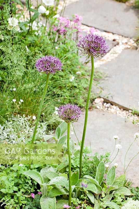 Allium christophii planted along paved path in small garden