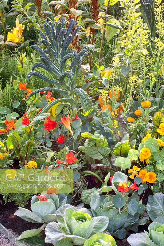 Vegetable plot with companion planting 