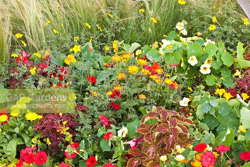Mixed annuals in summer border 