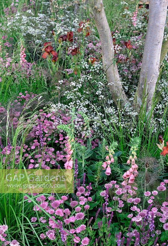 Soft colour planting in woodland style garden 