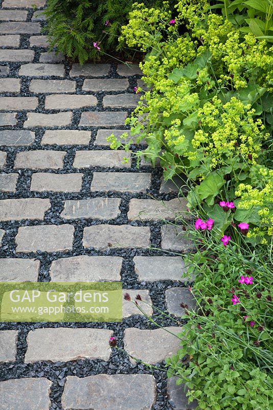 A cobbled path of stone setts and gravel bordered by Dianthus carthusianorum Alchemilla mollis and Taxus 