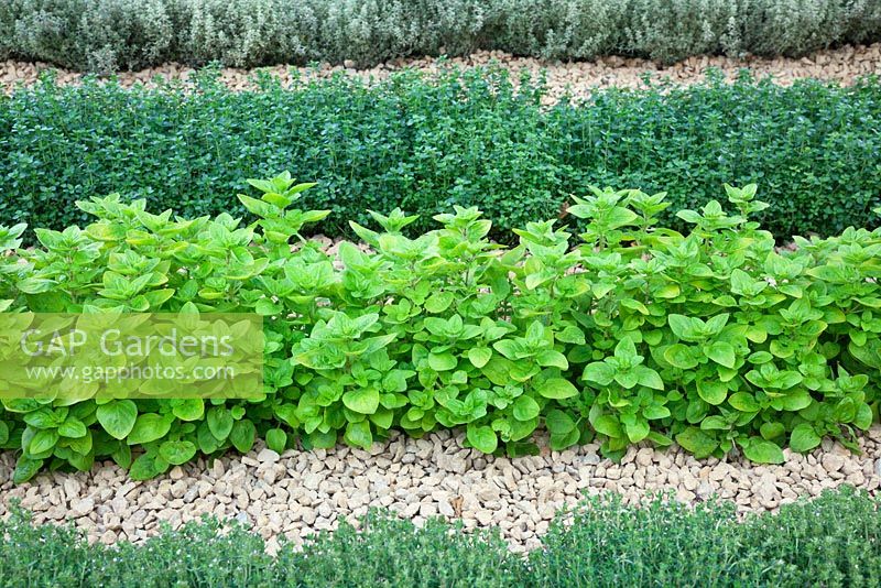 Rows of herbs including Origanum vulgare, Thymus and Salvia with a gravel mulch 
