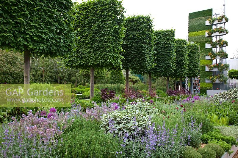 Pleached Tilia - Lime trees underplanted with beds of herbs with a green tower wall 