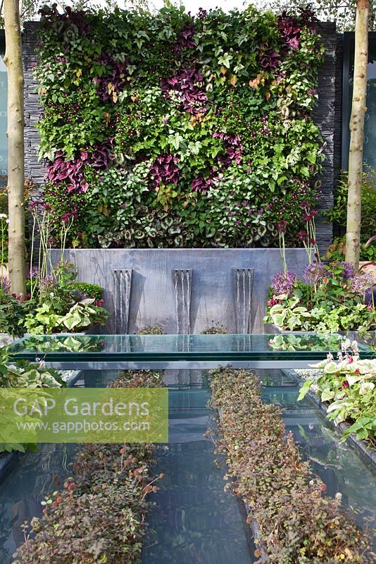 A planted vertical green wall above a water trough and feature with a canopy of umbrella pleached Platanus x hispanica trees - 'The Magistrates Garden',  Silver Gilt Medal Winner, RHS Chelsea Flower Show 2011. Planting includes - Acaena 'Copper Carpet', Begonia rex 'Escargot', Brunnera macrophylla 'Dawson's White', Cirsium rivulare, Epimedium rubrum, Lamium 'Beacon Silver', Tiarella 'Ninja', Viola, Allium cristophii, Hosta and Rosa 'Justice of the Peace'