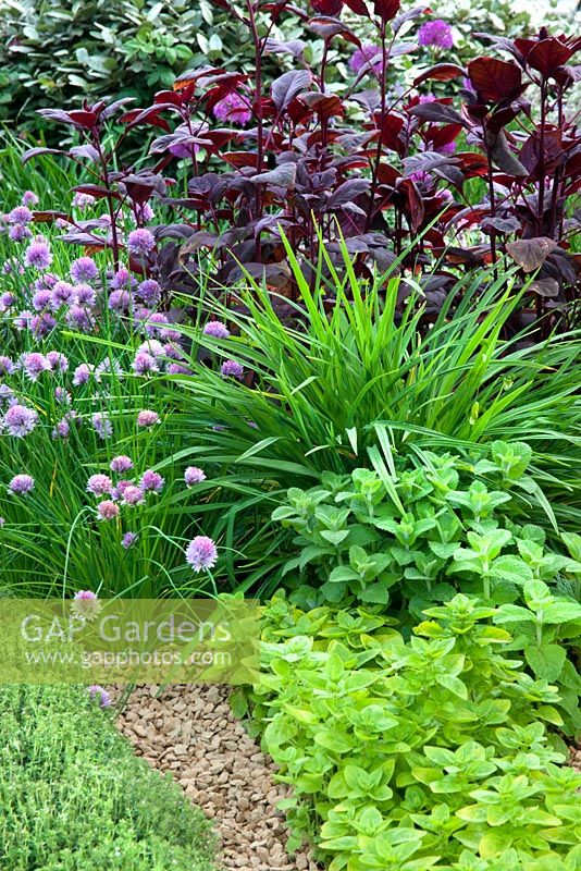 Mixed herb and flower planting including Origanum - Golden Oregano Thymus - Thyme, Allium - Chives and Atriplex hortensis var. rubra - Red Orache in 'The B and Q Garden', Gold Medal Winner, RHS Chelsea Flower Show 2011 