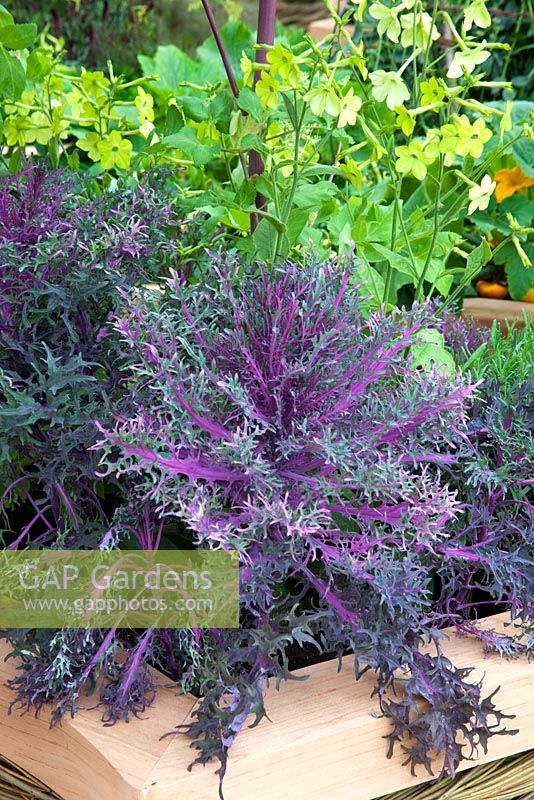 Brassica - Kale 'Peacock Tails' growing in raised bed made with woven willow and cedar wood coping - 'The M and G Investments Garden', Silver Gilt Medal Winner, RHS Chelsea Flower Show 2011 