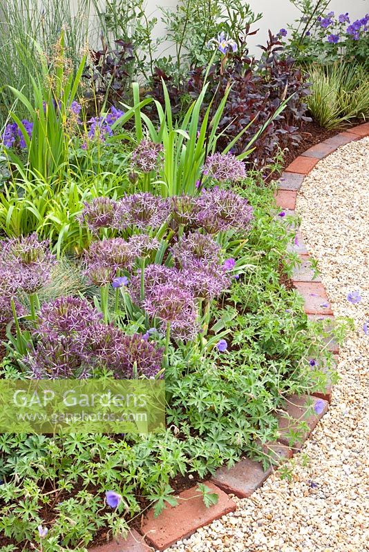 Curved border of Geranium and Allium christophii with red brick edging