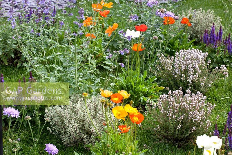 Herbs and annuals - Papaver nudicaule - Iceland Poppy, Thymus vulgaris, Thymus vulgaris 'Silver Queen' - Thymes, Nepeta- Catmint, Scabiosa and Salvia - Sages