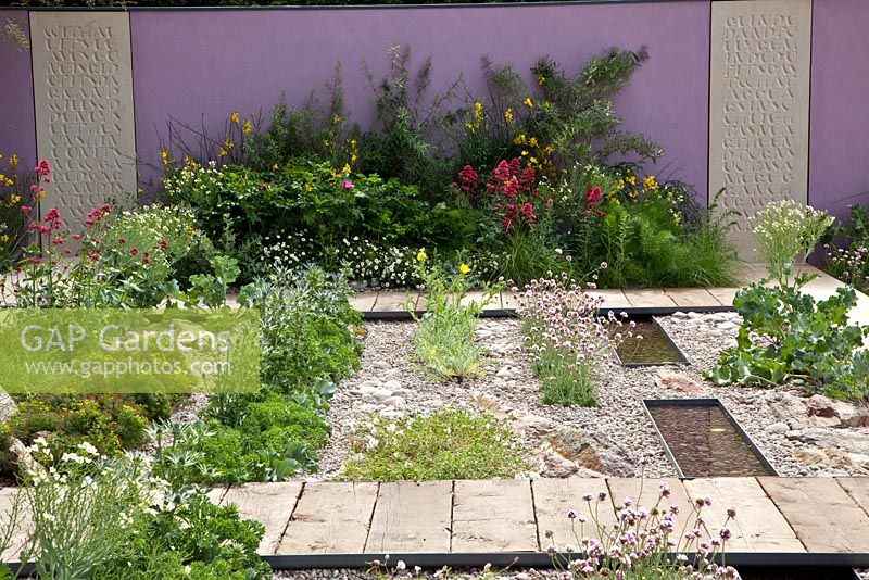 Gravel garden with decked walkways, purple painted feature wall, and rectangular beds of  salt tolerant planting including Crambe maritima - Sea Kale, Armeria - Thrift, and Centranthus ruber - The Cancer Research UK Garden, Silver Gilt Medal Winner, RHS Chelsea Flower Show 2011 