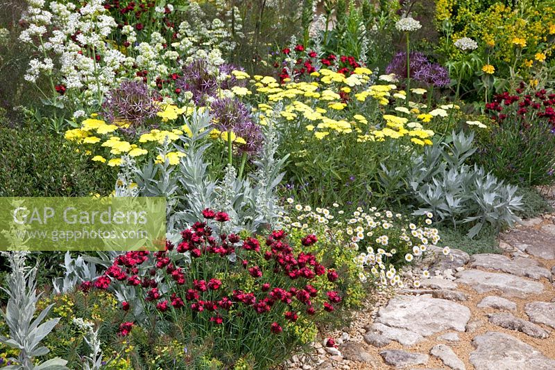 Early summer border of Allium christophii, Achillea 'Taygeta', Euphorbia cyparissias 'Fens Ruby', Artemisia, Dianthus cruentus, Centranthus ruber 'Albus' and Erigeron