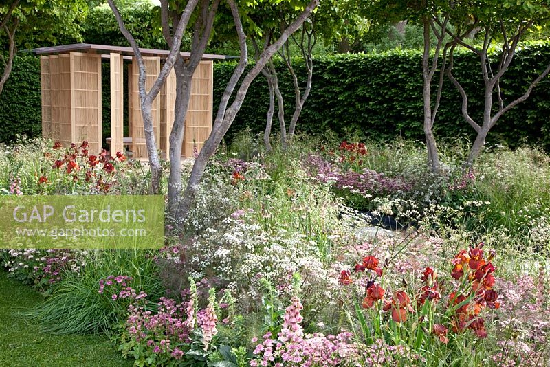 Early summer border of Astrantia 'Roma', Iris barbata 'Dutch Chocolate', Deschampsia cespitosa, Digitalis mertonensis, Foeniculum vulgare 'Giant Bronze' and Anthriscus sylvestris 'Ravenswing' - The Laurent-Perrier Garden - Nature and Human Intervention - Gold Medal Winner, RHS Chelsea Flower Show 2011 
