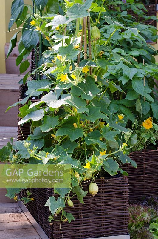 Cucumis sativus - Cucumber 'Crystal Lemon' growing in a wicker container - 'The Burgon and Ball 5 A Day Garden' - RHS Hampton Court Flower Show 2011