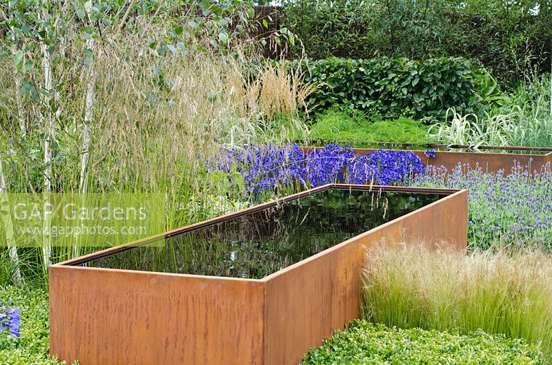 Cor-Ten steel water trough under Betula - Birch tree and surrounded by Agapanthus, Stipa tenuissima and Lavandula - 'Vestra Wealth's Gray's Garden' - RHS Hampton Court Flower Show 2011
