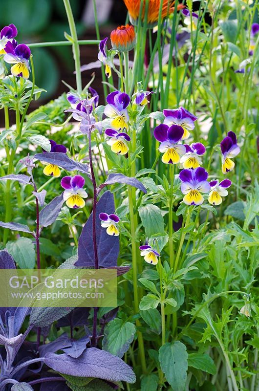 Edible flowers including Viola - 'The Burgon and Ball 5 A Day Garden', RHS Hampton Court Flower Show 2011
 