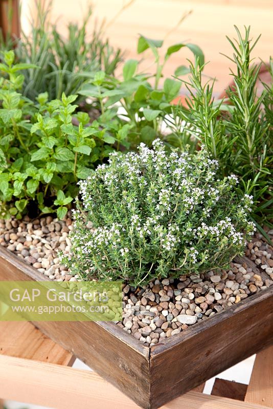 Thymus vulgaris, Rosmarinus and Origanum vulgare growing in wooden container