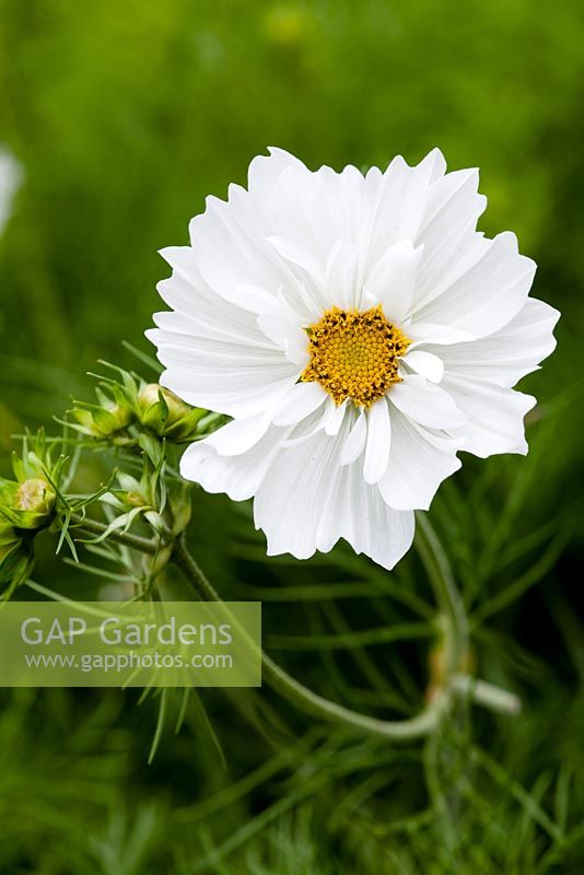 Cosmos bipinnatus 'Psyche White'