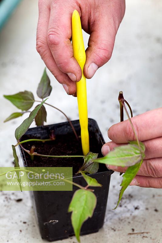 Step by step internodal cuttings of Clematis 
