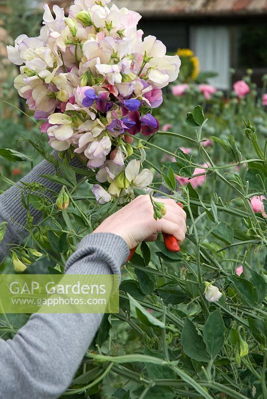 Young girl cutting Sweet Peas - Lathyrus odoratus 'Kings High Scent', 'Perfume Delight' and 'Beth Chatto' - growing on a willow wigwam at Gowan Cottage, Suffolk. 29 June