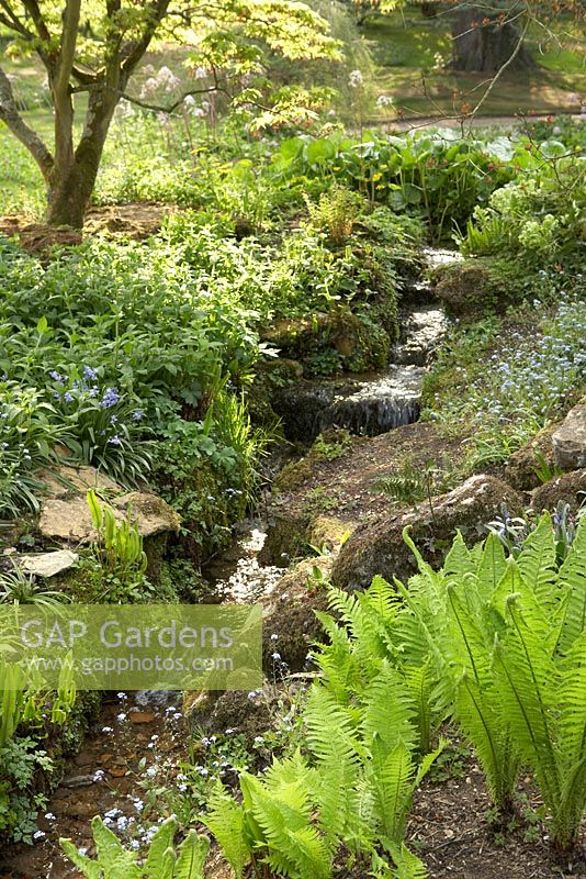 Part of the water garden in dappled spring light. Stream edged by Asplenium scolopendrium, Matteuccia struthiopteris, Forget-me-nots and Bluebells - Sezincote Garden, Gloucestershire
 