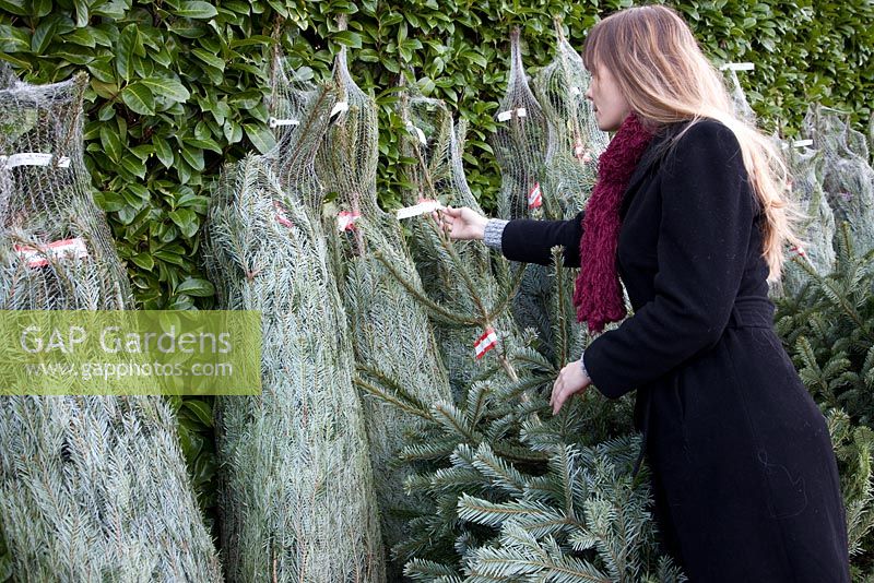 Woman buying Christmas Tree (Abies nordmanniana) in garden centre
