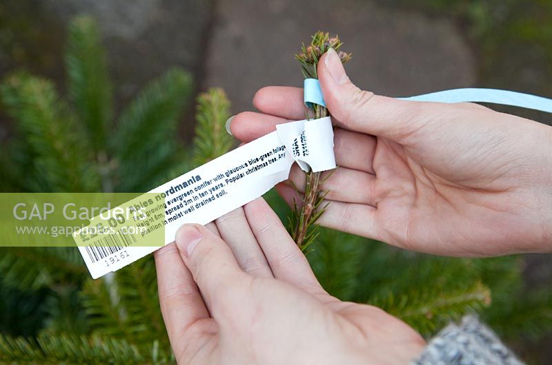 Buying Christmas Tree (Abies nordmanniana) - checking label