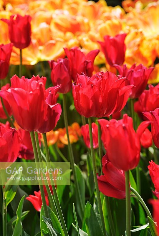 Tulip 'Red Shine'