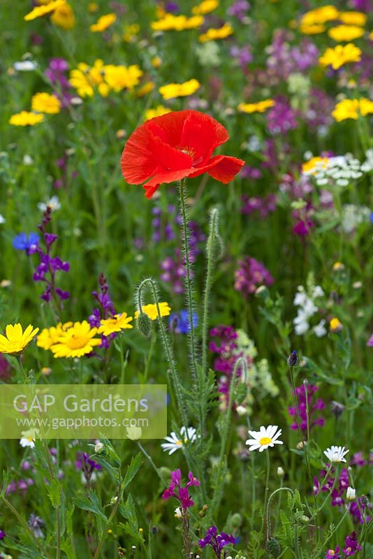 Wildflower meadow with Common Poppy - Papaver rhoeas, Corn Marigolds and chamomile daisies
