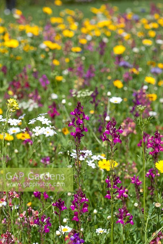 Wildflower meadow with Hoverflies on Linaria Maroccana 