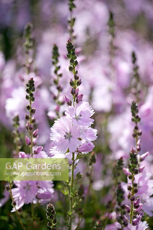 Sidalcea 'Elsie Heugh' - False Mallow