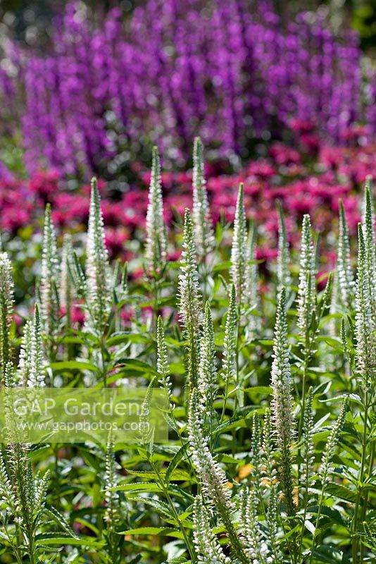 Veronica longifolia 'Schneeriesin'  