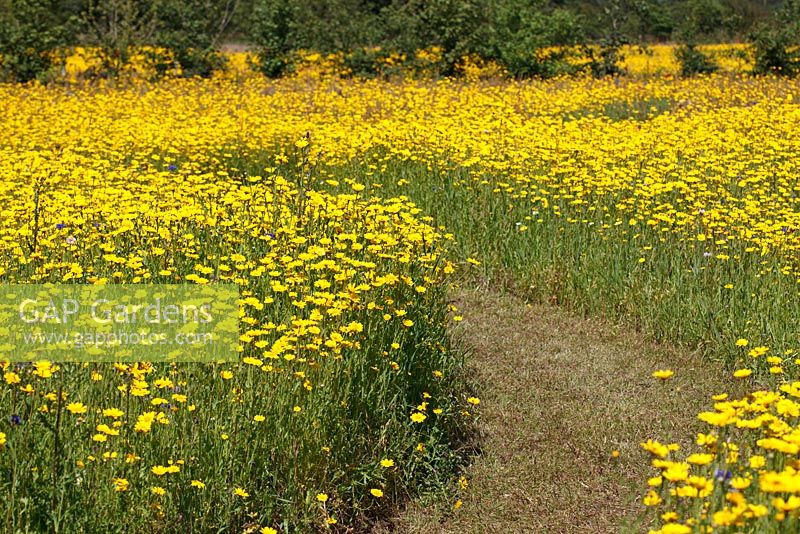 Path through wildflower meadow with Chrysanthemum segetum - Corn Marigolds