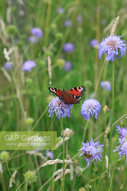 Peacock butterfly on Scabious - Pincushion Flower