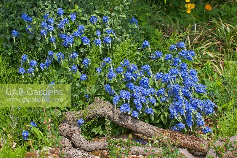 Veronica austriaca subsp. teucrium 'Crater Lake Blue'