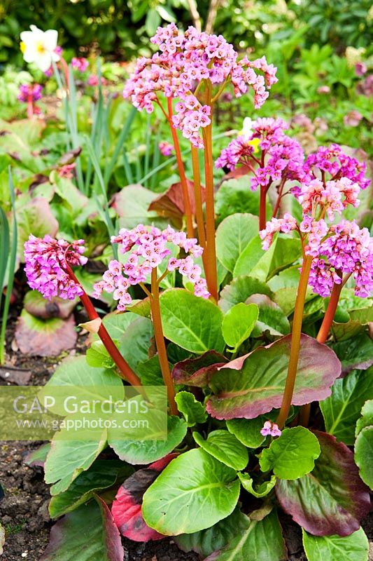 Bergenia 'Rotblum'