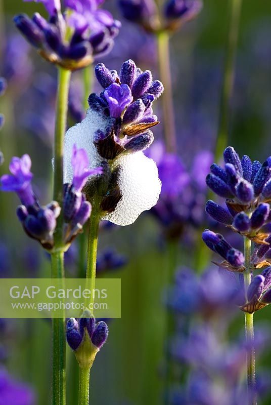 Lavender flowers with foamy cuckoo spit