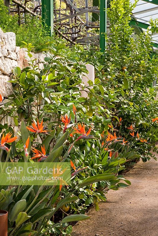 Strelitzia reginae in border between a gravelled pathway and a sheltering dry stone wall - Trauttmansdorff Castle, Merano, Italy