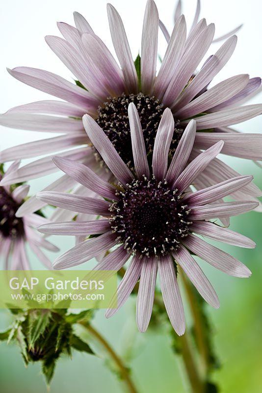 Berkheya purpurea 'Zulu Warrior Silver Spike', August
