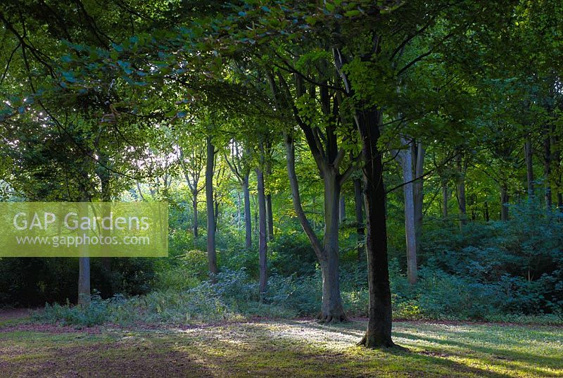 Fagus sylvatica - Beech forest - Cuckmere valley, East Sussex, England, August